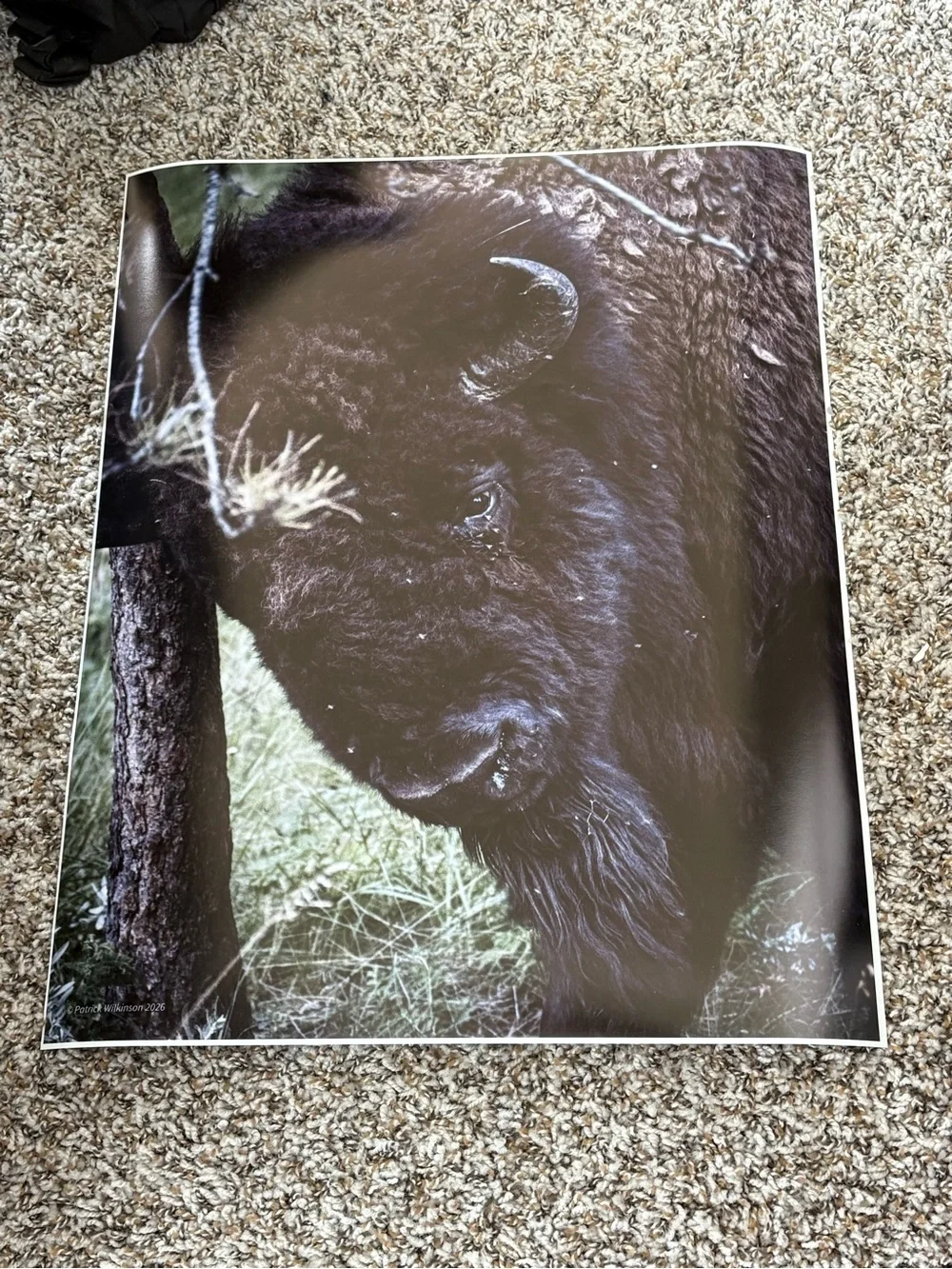 16 x 20 Bison/ Buffalo wall art photograph